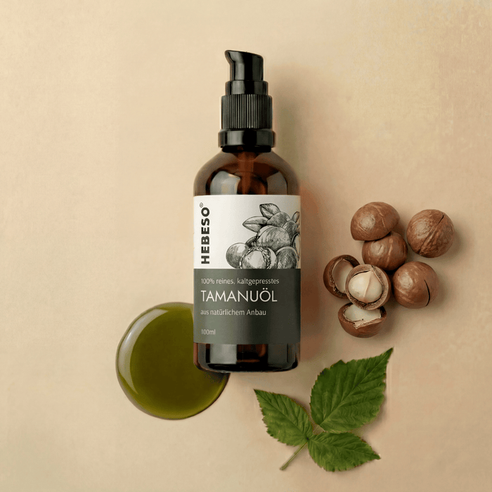 HEBESO Tamanuöl 100 ml mit grüner Ölprobe, Tamanu-Früchten und Blättern.